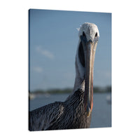 Bob The Pelican Traditional Color Wildlife Photograph Fine Art Canvas & Unframed Wall Art Prints  - PIPAFINEART