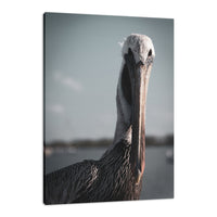 Bob The Pelican Colorized Wildlife Photograph Fine Art Canvas & Unframed Wall Art Prints  - PIPAFINEART