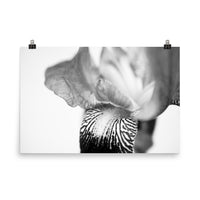 Bold Iris on White Black and White Floral Nature Photo Loose Unframed Wall Art Prints - PIPAFINEART