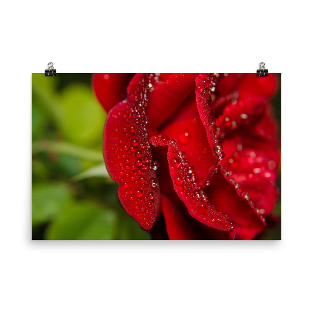 Bold and Beautiful Red Rose Floral Nature Photo Loose Unframed Wall Art Prints - PIPAFINEART