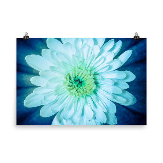 Brilliant Flower Floral Nature Photo Loose Unframed Wall Art Prints - PIPAFINEART