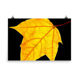 Brilliant Yellow Botanical Nature Photo Loose Unframed Wall Art Prints - PIPAFINEART