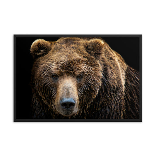 Brown Bear Face Close-up Animal Wildlife Photograph Framed Wall Art Print