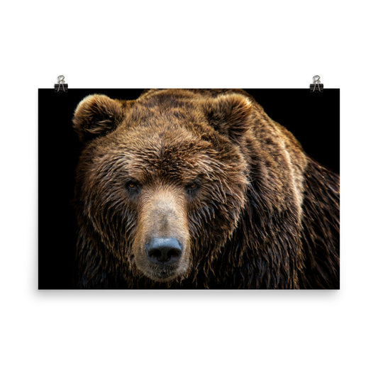 Brown Bear Face Close-up Loose Wall Art Print