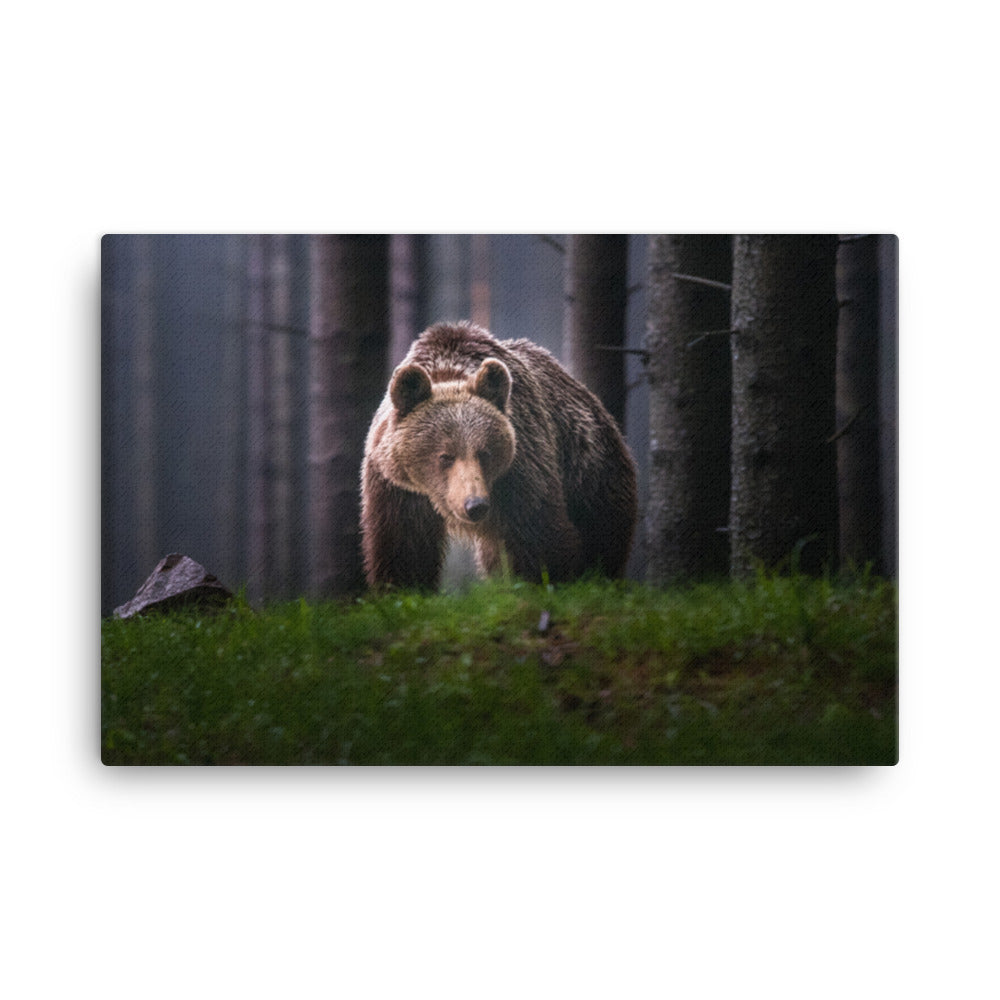 Brown Bear Walking Through Forest Animal Wildlife Photograph Canvas Wall Art Prints