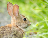 Bunny at Bombay Hook Animal / Wildlife Photograph Fine Art Canvas & Unframed Wall Art Prints  - PIPAFINEART