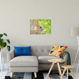 Bunny at Bombay Hook Animal / Wildlife Photograph Fine Art Canvas & Unframed Wall Art Prints 20" x 30" / Canvas Fine Art - PIPAFINEART
