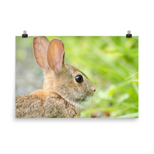 Bunny at Bombay Hook Animal / Wildlife Photograph Loose Wall Art Print