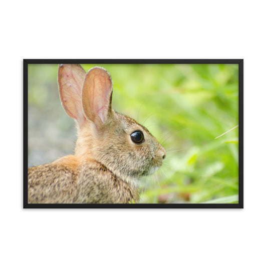 Bunny at Bombay Hook Wildlife Photo Framed Wall Art Prints