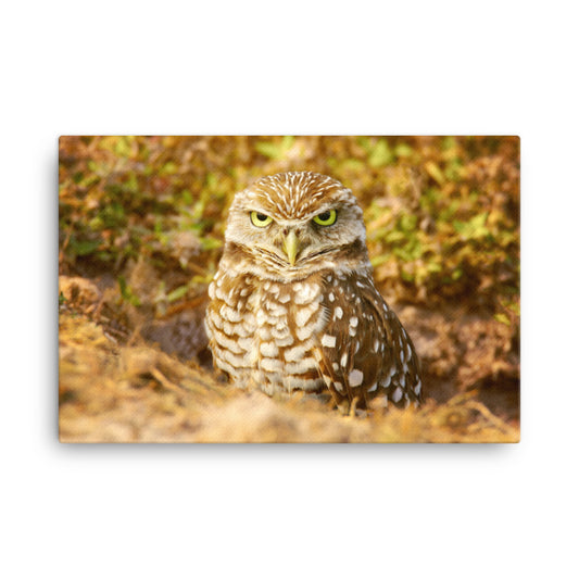 Burrowing Owl in Golden Light Wildlife Nature Photo Canvas Wall Art Prints