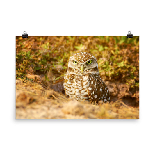 Burrowing Owl in Golden Light Wildlife Nature Photo Art Print