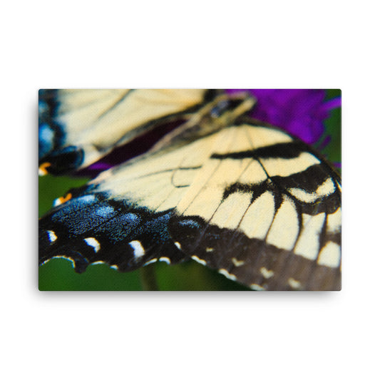 Butterfly Wings Wildlife Photo Canvas Wall Art Prints