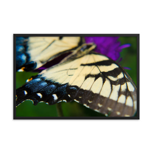 Butterfly Wings Wildlife Photo Framed Wall Art Prints