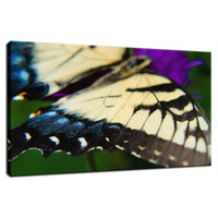 Butterfly Wings Animal / Wildlife Photograph Fine Art Canvas & Unframed Wall Art Prints  - PIPAFINEART