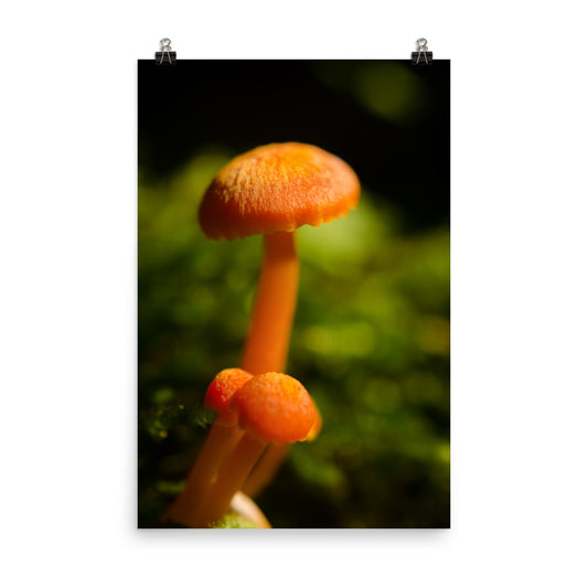 Button Top Mushrooms Botanical Nature Photo Loose Unframed Wall Art Prints - PIPAFINEART