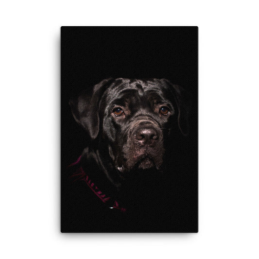 Cane Corso Puppy Low Key Portrait Animal / Dog Photograph Canvas Wall Art Prints