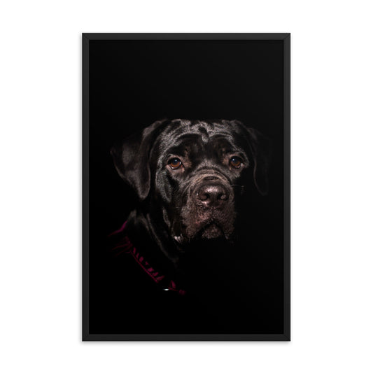 Cane Corso Puppy Low Key Portrait Animal Dog Photograph Framed Wall Art Prints