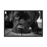 Cane Corso on Porch Animal Dog Black & White Framed Wall Art Prints