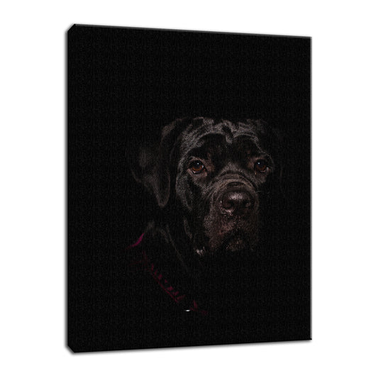 Cane Corso Puppy Low Key Animal / Dog Photograph Fine Art Canvas & Unframed Wall Art Prints  - PIPAFINEART
