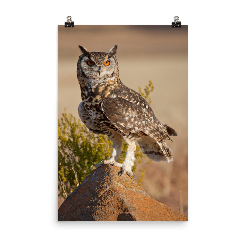 Cape Eagle Owl Rustic / Farmhouse Style Animal / Wildlife Photograph Loose Wall Art Print