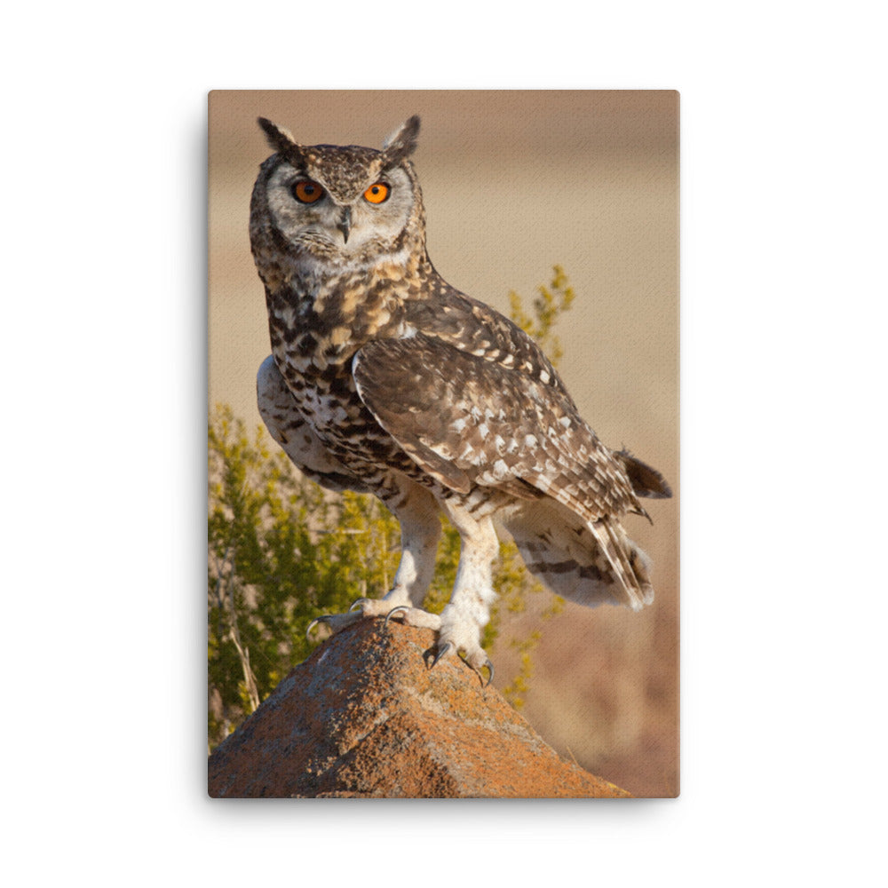 Cape Eagle Owl Wildlife Animal Photograph Canvas Wall Art Prints