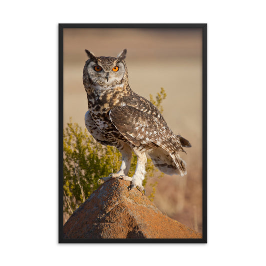 Cape Eagle Owl Wildlife Animal Photograph Framed Wall Art Prints