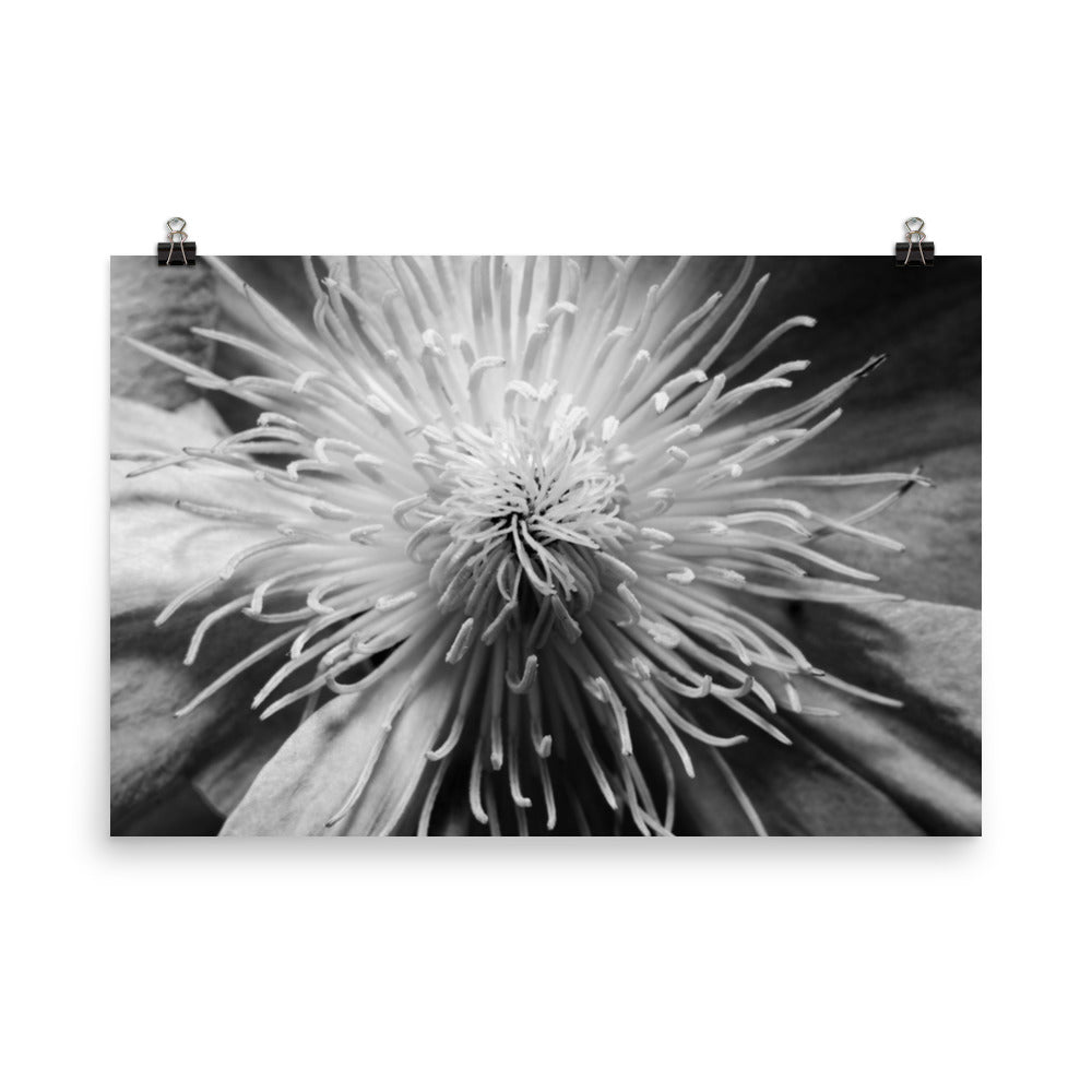 Center of Clematis Floral Nature Photo Loose Unframed Wall Art Prints - PIPAFINEART