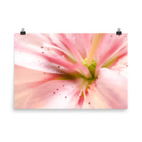 Center of the Stargazer Lily Floral Nature Photo Loose Unframed Wall Art Prints - PIPAFINEART