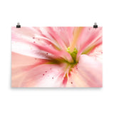 Center of the Stargazer Lily Floral Nature Photo Loose Unframed Wall Art Prints - PIPAFINEART