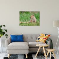 Chillin Animal / Wildlife Photograph Fine Art Canvas & Unframed Wall Art Prints 24" x 36" / Canvas Fine Art - PIPAFINEART