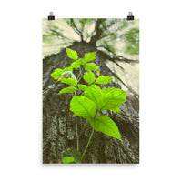 Climbing The Tree Botanical Nature Photo Loose Unframed Wall Art Prints - PIPAFINEART