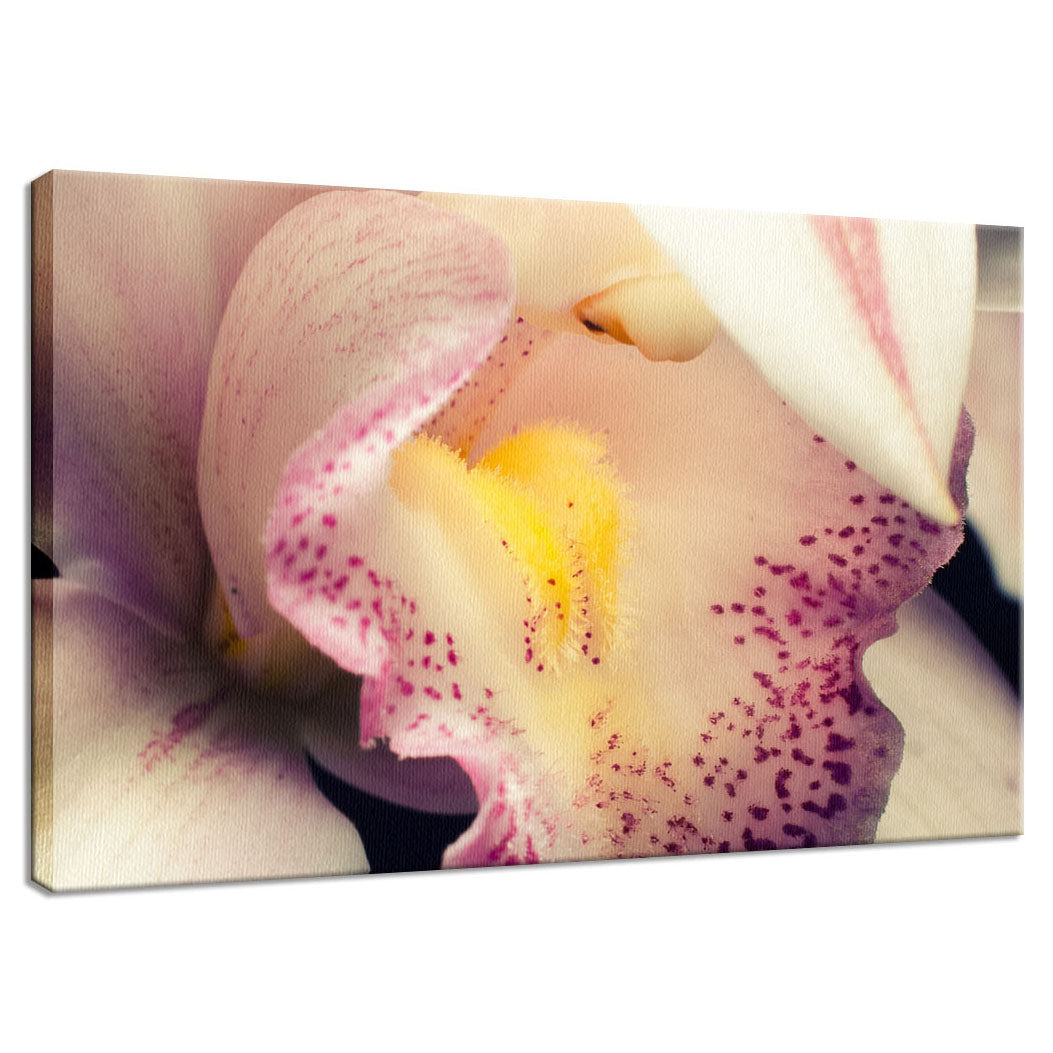 Close-up of Orchid Nature / Floral Photo Fine Art Canvas Wall Art Prints  - PIPAFINEART