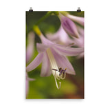 Close-up Hosta Bloom Floral Nature Photo Loose Unframed Wall Art Prints - PIPAFINEART