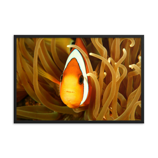 Close-up Orange Tropical Clownfish Face in Coral Animal Wildlife Photograph Framed Wall Art Print