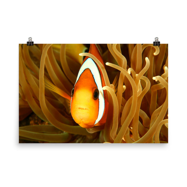 Close-up Orange Tropical Clownfish Face in Coral Animal Wildlife Photograph Loose Wall Art Print