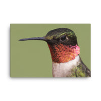 Close-up Ruby-throated Hummingbird Animal Wildlife Photograph Canvas Wall Art Prints