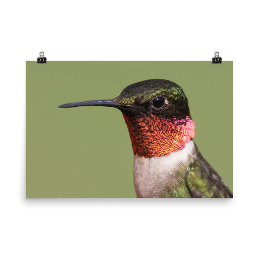 Close-up Ruby-throated Hummingbird Loose Wall Art Print