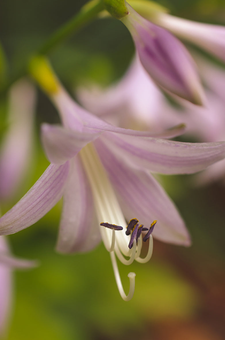 Close-up Hosta Bloom Nature / Floral Photo Fine Art Canvas Wall Art Prints  - PIPAFINEART