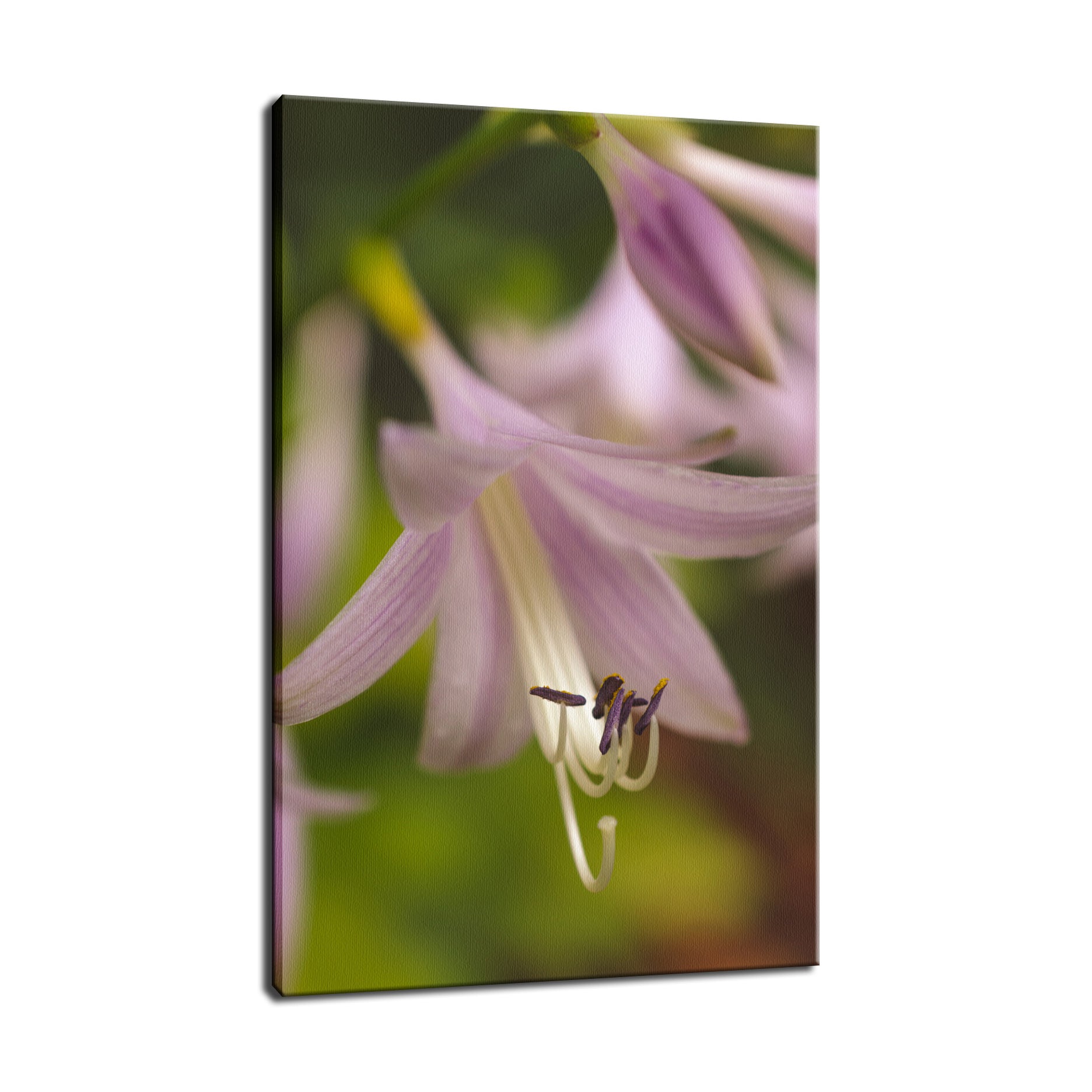 Close-up Hosta Bloom Nature / Floral Photo Fine Art Canvas Wall Art Prints  - PIPAFINEART