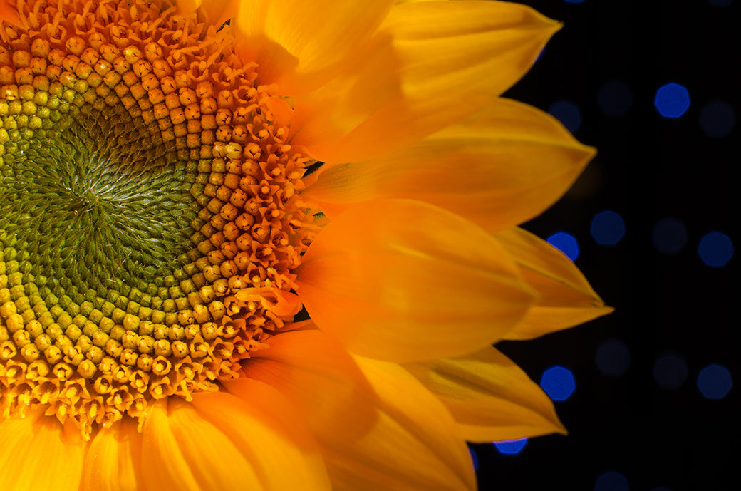Close-up Sunflower Nature / Floral Photo Fine Art Canvas Wall Art Prints  - PIPAFINEART