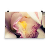 Close-up of Orchid Floral Nature Photo Loose Unframed Wall Art Prints - PIPAFINEART