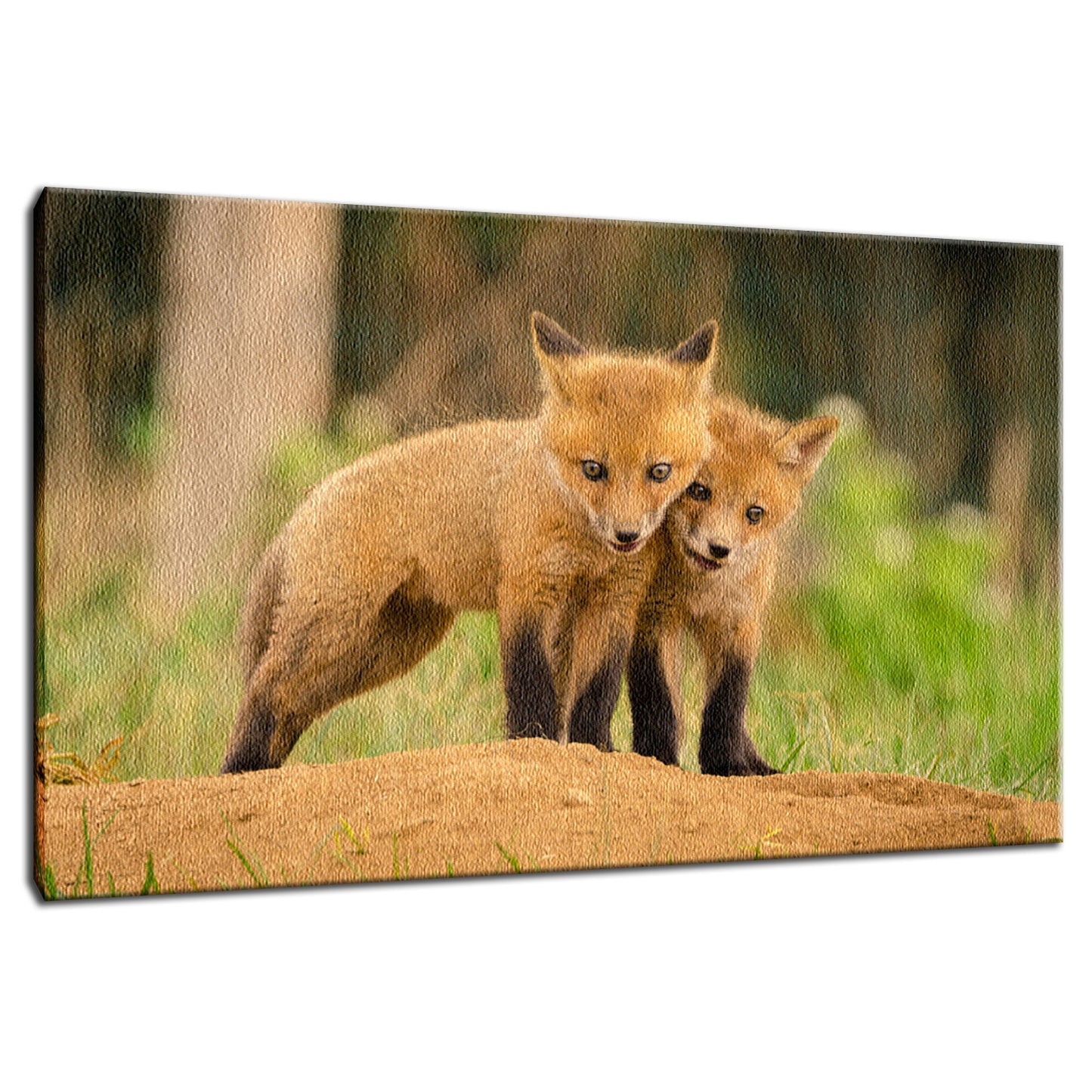 Close to You Animal / Wildlife Photograph Fine Art Canvas & Unframed Wall Art Prints  - PIPAFINEART