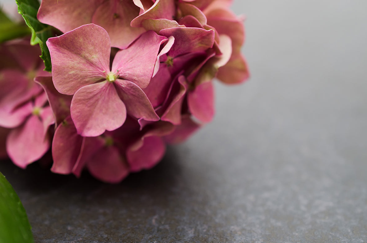 Close-Up Hydrangea on Slate Nature / Floral Photo Fine Art Canvas Wall Art Prints  - PIPAFINEART