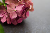 Close-Up Hydrangea on Slate Floral Nature Photo DIY Wall Decor Instant Download Print - Printable  - PIPAFINEART