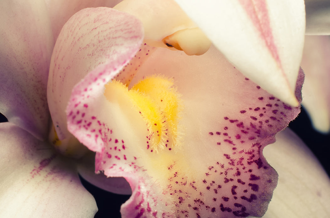 Close-up of Orchid Nature / Floral Photo Fine Art Canvas Wall Art Prints  - PIPAFINEART