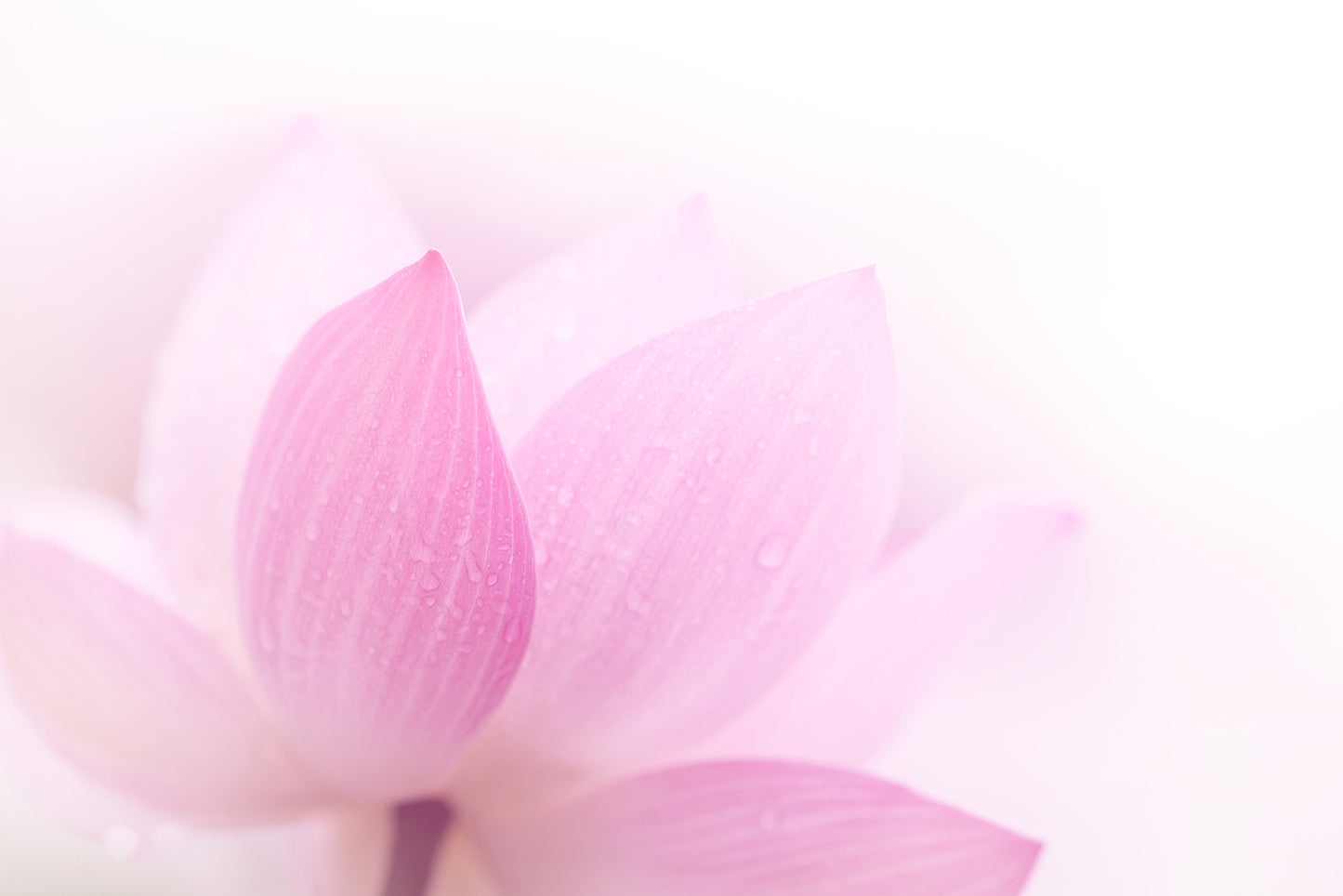 Peaceful Close-up Pink Lotus Petal Fine Art Canvas Print  - PIPAFINEART