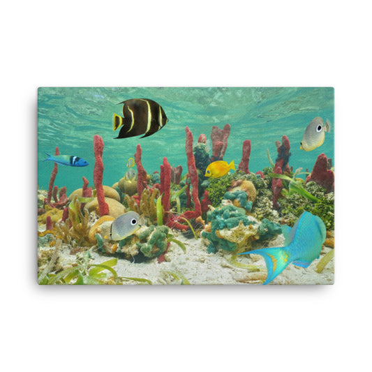 Colorful Tropical Fish Marine Life Coral Reef Caribbean Sea Water Animal Wildlife Photograph Canvas Wall Art Print
