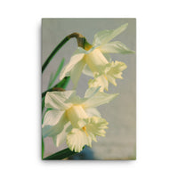 Colorized Daffodils Floral Nature Canvas Wall Art Prints