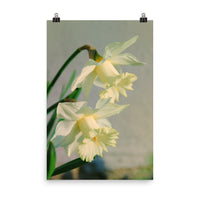 Colorized Daffodils Floral Nature Photo Loose Unframed Wall Art Prints - PIPAFINEART
