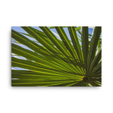 Colorized Wide Palm Leaves Botanical Nature Canvas Wall Art Prints